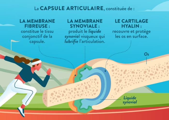 Capsule articulaire